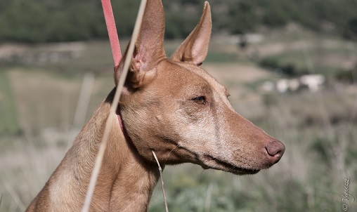 Cirneco dell'Etna